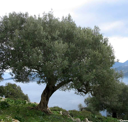 Συμμετοχή σε προγράμματα Οργανώσεων Ελαιουργικών Φορέων