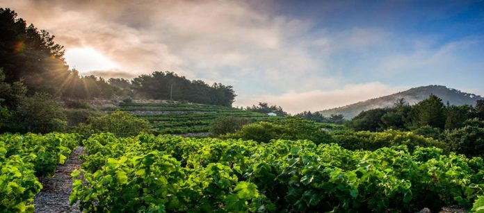 Der samische Wein spielt die Hauptrolle in Frankreich