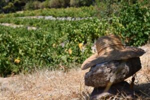 ΙΣΤΟΡΙΑ, ΠΑΡΑΔΟΣΗ, ΓΝΩΣΗ – Όλη η διαδρομή της αμπελοκαλλιέργειας στο ΜΟΥΣΕΙΟ ΟΙΝΟΥ του ΕΟΣ Σάμου